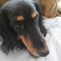 くわ＠佐鎮 家ゲーも遊びたい