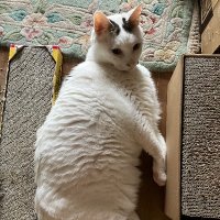 みるく(てんご区民)2