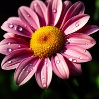 夢女子の独り言