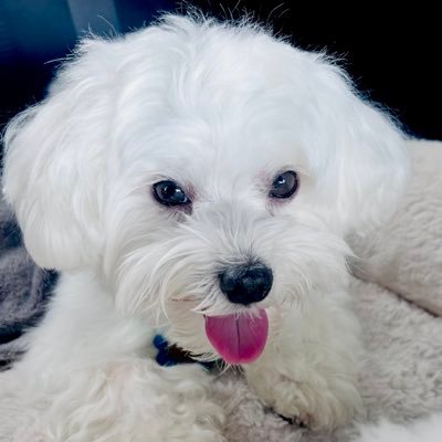 🐾 Brinklee Toe Beans🐾 Attorney at Paw