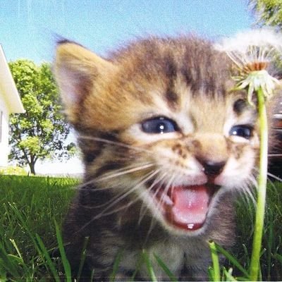 mari juridico chappell roan 🦎