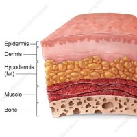 Skin Layers of Shtwt