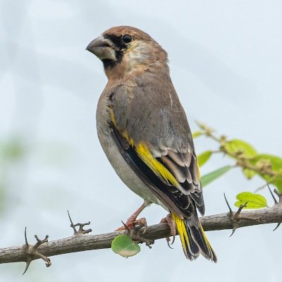 Oman Birding 🇴🇲