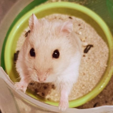 ⭐ 極度の千里眼 ⭐