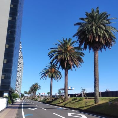 やしの木～One Family Under God