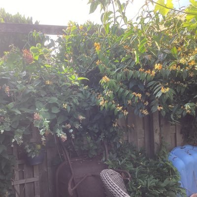 Bloem woordkunstenaar🚧⚠️