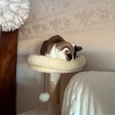 Annb🇫🇷✝️🌿⚜️