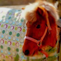 飛騨の素人じじい