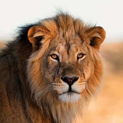 शेर योद्धा