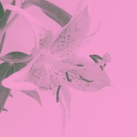 kid KIMBEL BENERAN UPDATE