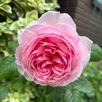 ç¥ç°ðâšRICEðŸ