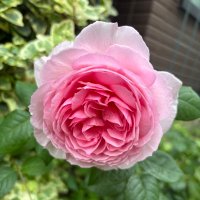 神環🍚✨RICE🌾