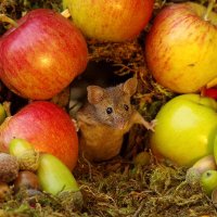 George the Mouse in a log pile house - Simon dell