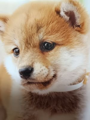 うさぎひつじしば丸