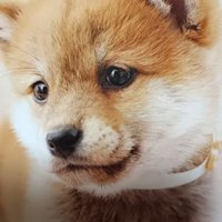 うさぎひつじしば丸