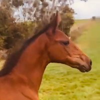 horse of yumetwt (COMMS OPEN)