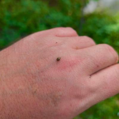 Clarence Joubert du Cellier