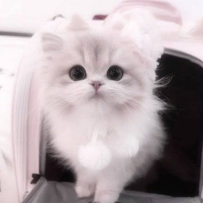 み 🐱♡