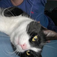 Liam (Crazy Gringo Fan) (55-18)