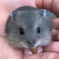 まんまるハム日和