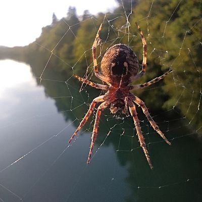 LaStrega Невидимый