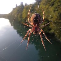 LaStrega Невидимый