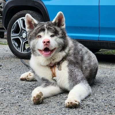 秋田犬 銀✩.*˚