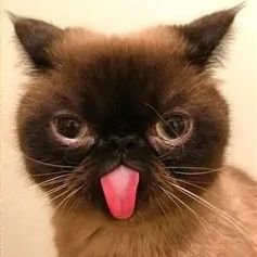 NPW_BB 🐍💐☔🌷∋∈