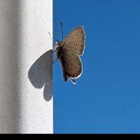 Sonia_@argn_🐞 🦋