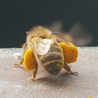 Honeybee🐝🇵🇱🧯🍎