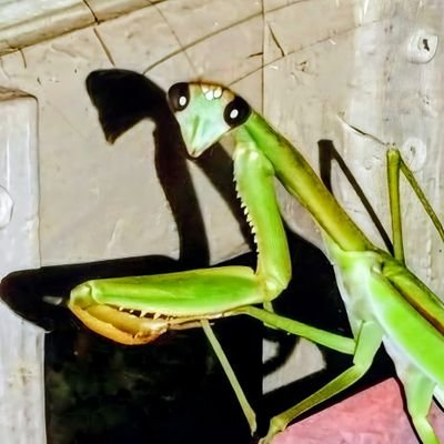 PrayingMantis