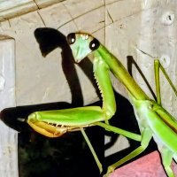 PrayingMantis