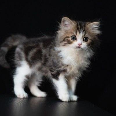 Cameron Brooks🎉 💪