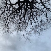 アロワナ電化DX