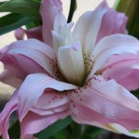 トド🍀*:.｡.✽.｡.:*:.｡.❁.｡.