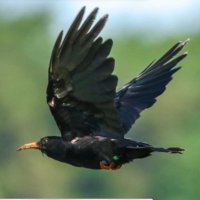 Liza Adamczewski or the accidental ecologist