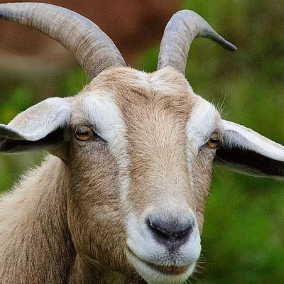 इलोन टुसुक्क