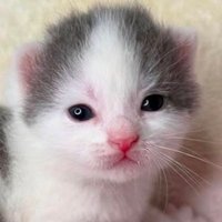 ざんぎざんぎ🐈️🐾 🐾時々ピロザンギ🍺〆ピロパフェまれに札幌アイドルライブ鑑賞