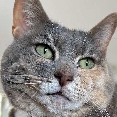 はやて | Tech系ゲーム開発