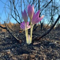 Sevil 🇪🇸🌱🇹🇷