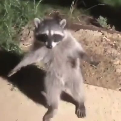 Hypnokrom 😵‍💫🦝😵‍💫