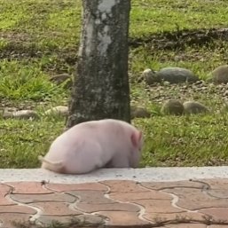 ばびーん$DROPEE |