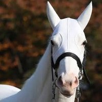 トウカイテイオー(ぱみゅぱみゅ)