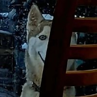 「❥ Cocoa ʕ•ᴥ•ʔ 」