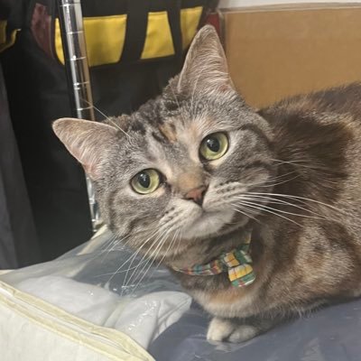 まきにゃん🏰(旧まきぴょん)