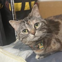 まきにゃん🏰(旧まきぴょん)