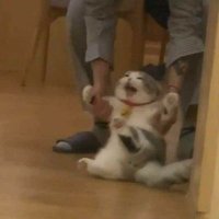 Gldn Dckeu Awards(MONO)5+1