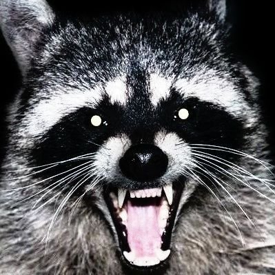 Rakun🦝🔻🏁♻️☢️🌱