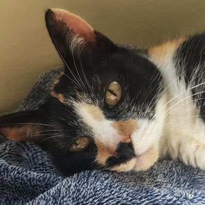 jaquiethecat 🇧🇷