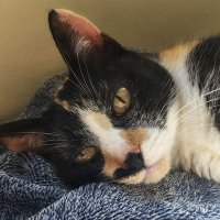 jaquiethecat 🇧🇷